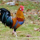 Der bunte Hahn aus alten Zeiten - Steinpiperl Gockel in Wildfarbig, Hühner, Zwerghuhn