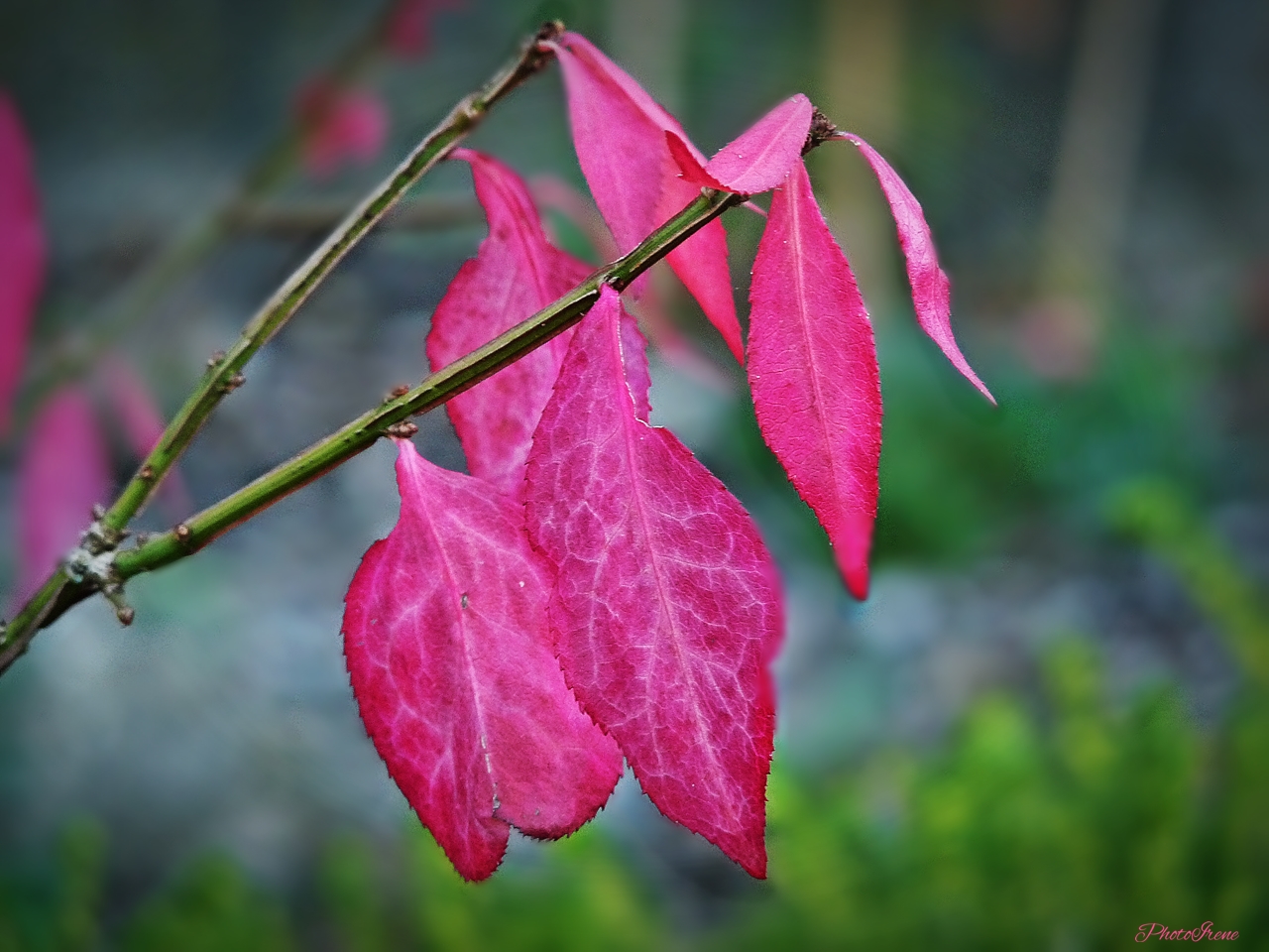 der bunte Herbst