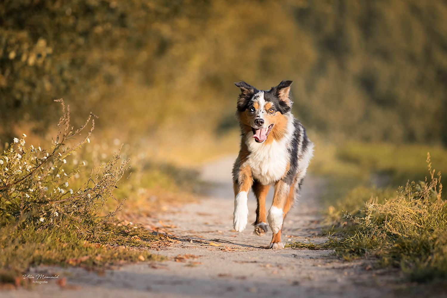 &hellip;der bunte Hund&hellip; Foto &amp; Bild hunde, hund, dog Bilder auf