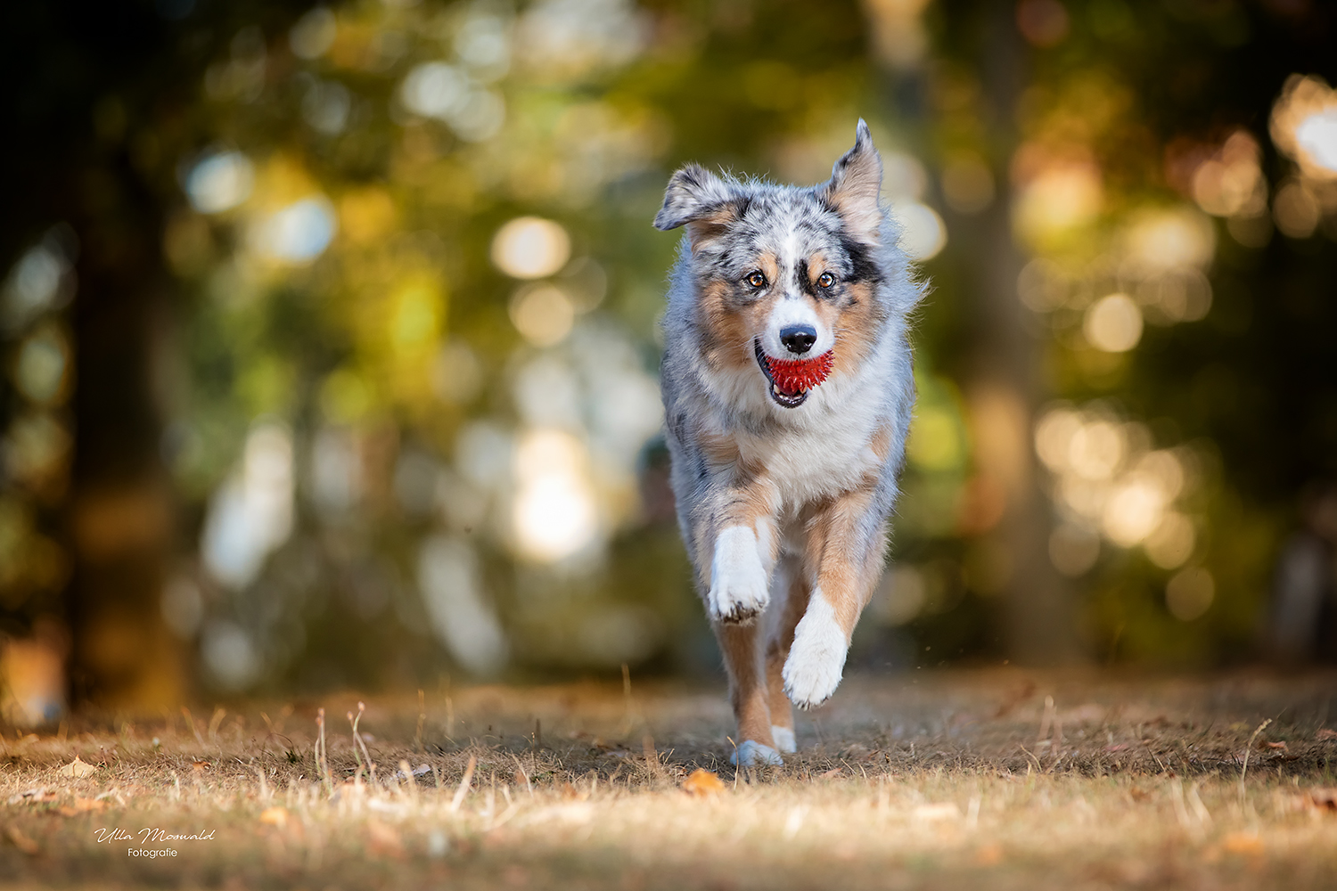 &hellip;der bunte Hund&hellip; Foto &amp; Bild hunde, aussie, hund Bilder auf