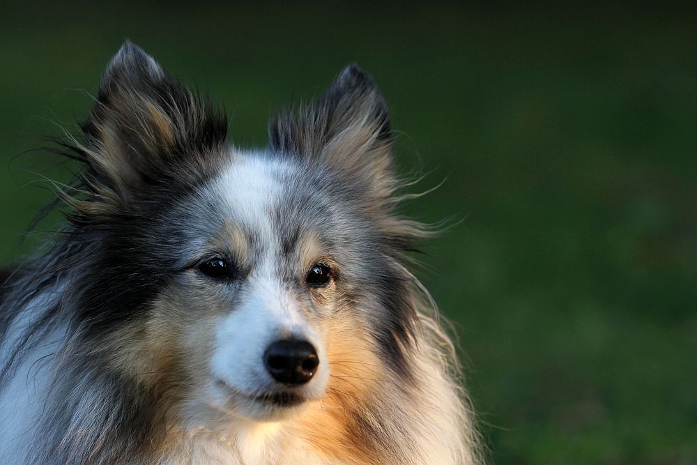 Der bunte Hund wird 10 :-)) Foto & Bild | tiere, haustiere, hunde ...