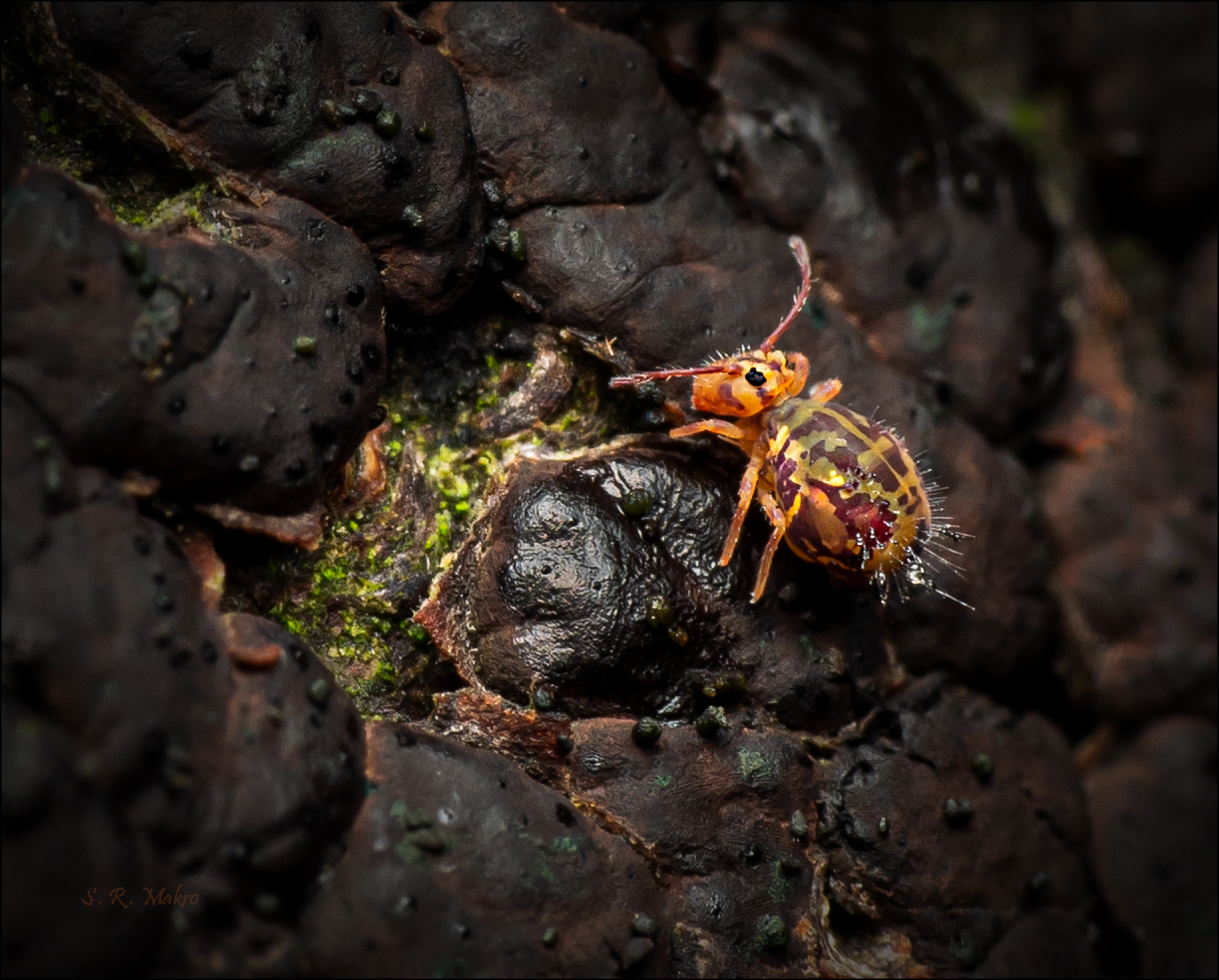 Der Bunte Kugelspringer (Dicyrtomina ornata)