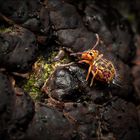 Der Bunte Kugelspringer (Dicyrtomina ornata)