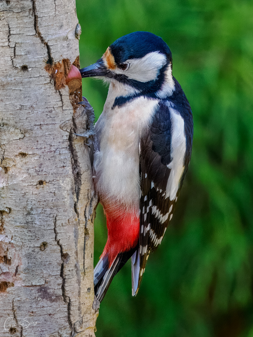 Der bunte Nussknacker