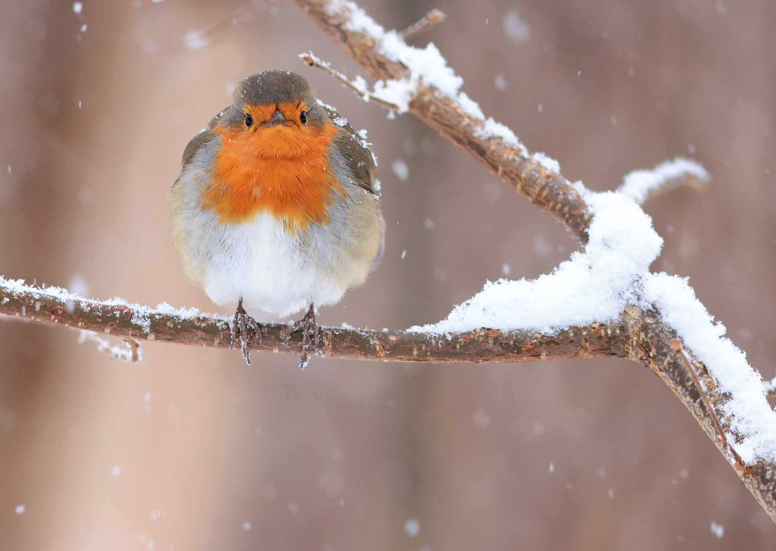 Der bunte Schneeball!