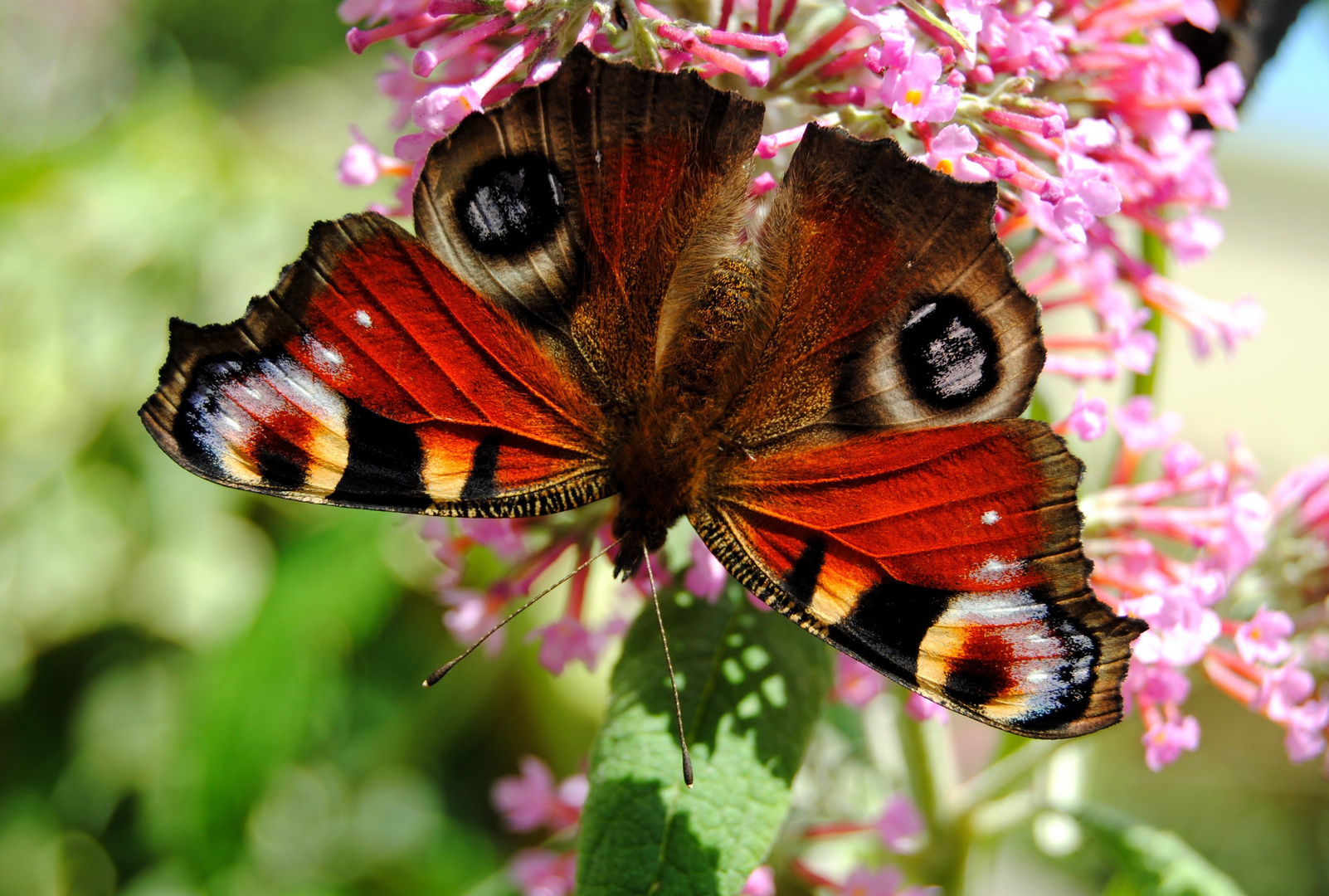 Der Bunte Sommer