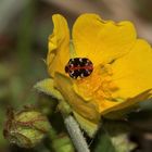 Der bunte Teppichkäfer (Anthrenus scrophulariae) ...