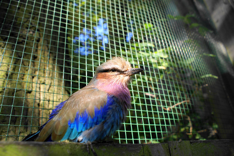 Der bunte Vogel...