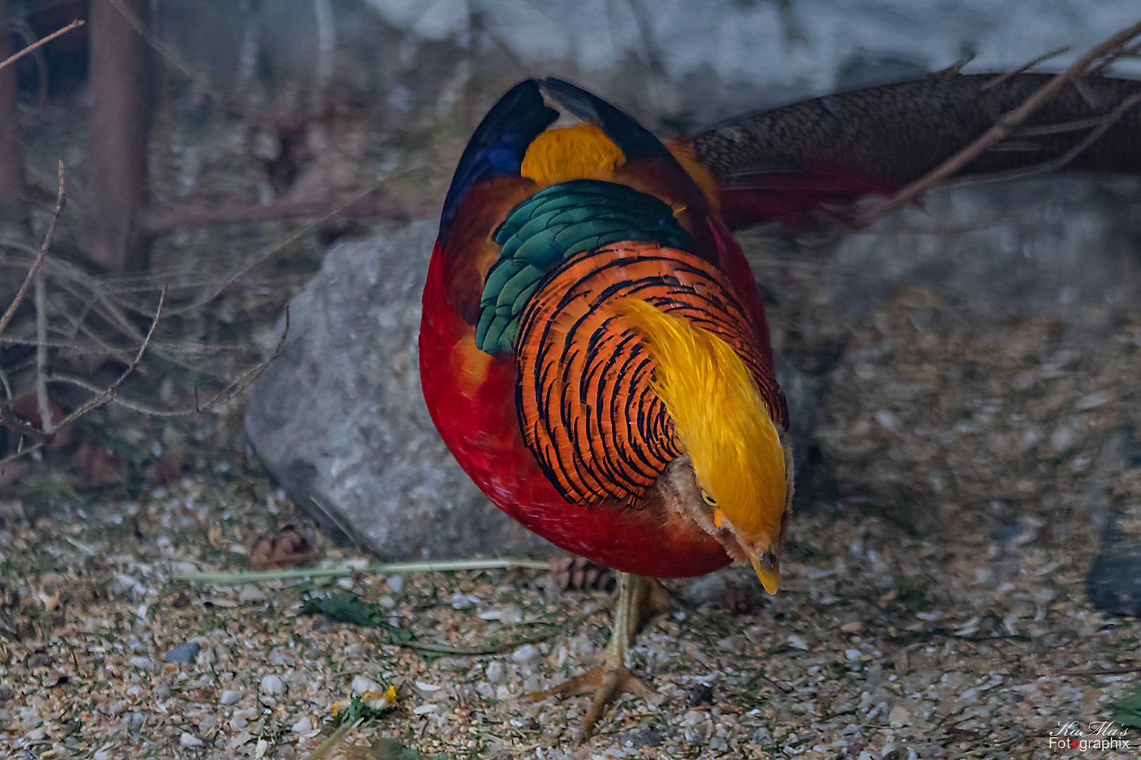 Der bunte  Vogel Foto Bild tiere  zoo wildpark 