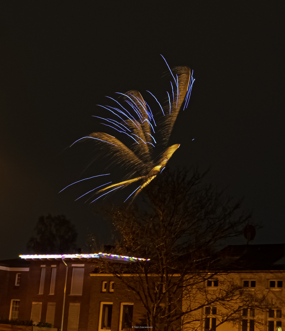 Der bunte Vogel