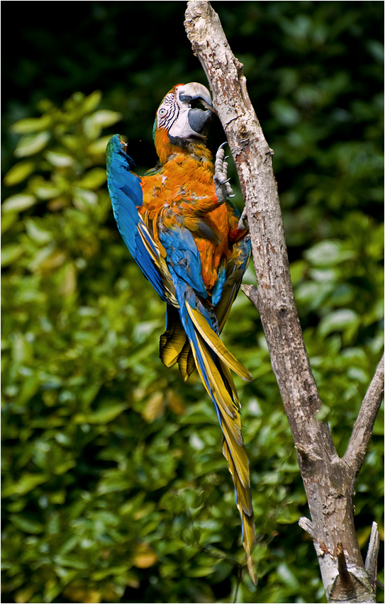 Der bunte Vogel und das Spiel am Baum