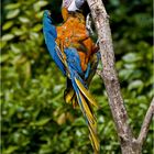 Der bunte Vogel und das Spiel am Baum