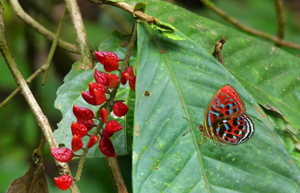 Der bunteste Schmetterling