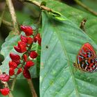 Der bunteste Schmetterling