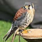 Der Buntfalke (Falco sparverius)...