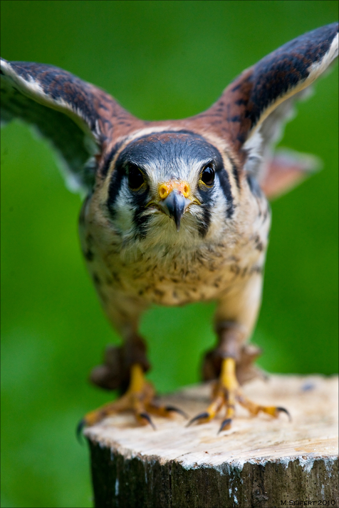 Der Buntfalke (Falco sparverius)