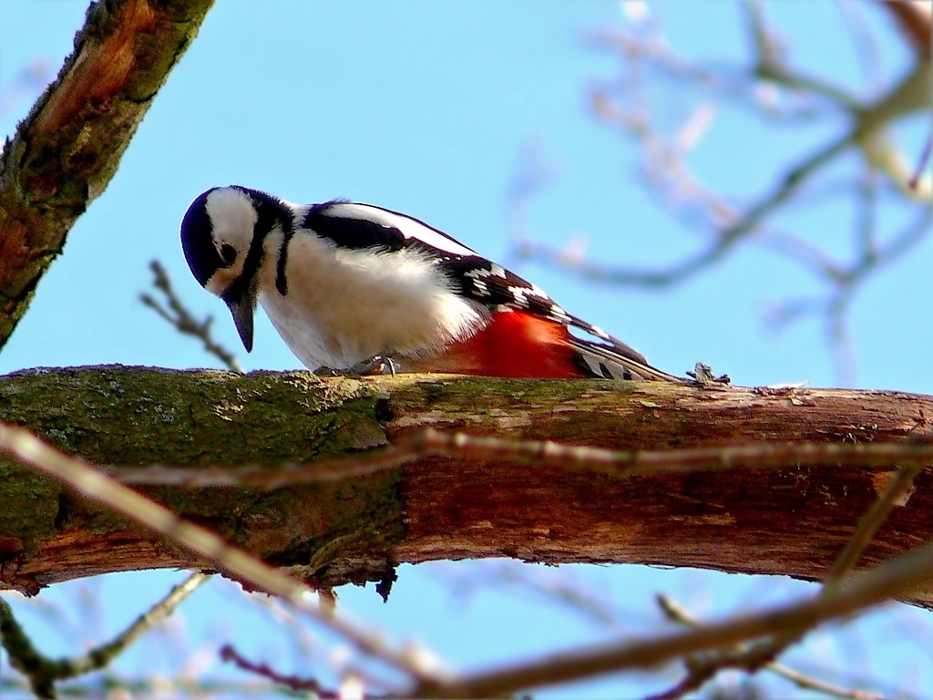 Der Buntspecht