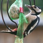 Der Buntspecht an der Futterstelle im Garten