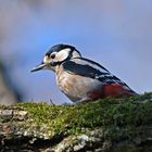 Der Buntspecht auf Besuch