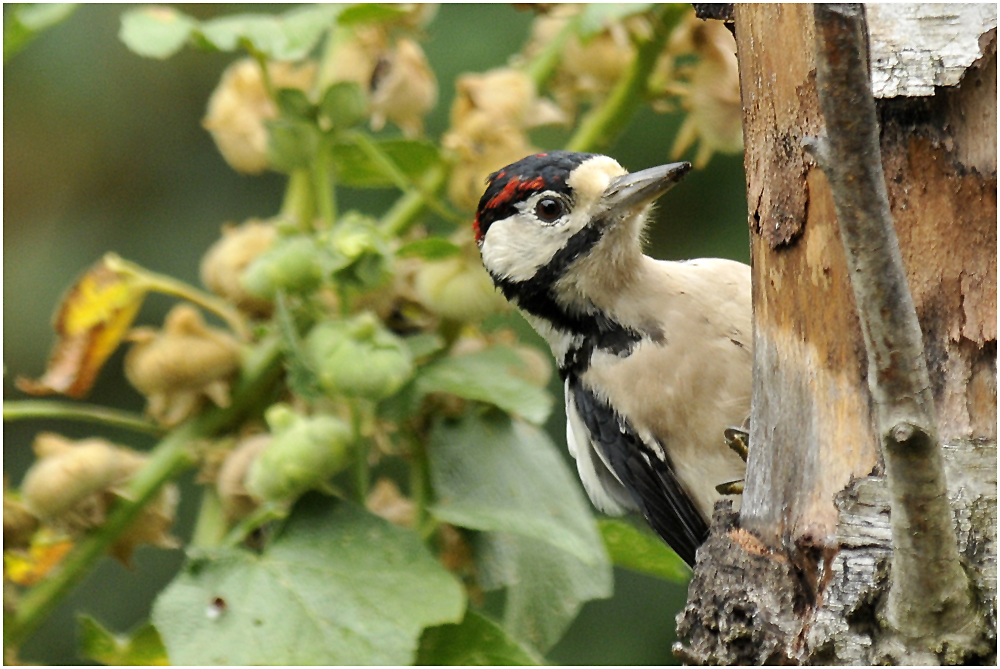 Der Buntspecht (Dendrocopos major) II ...