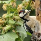 Der Buntspecht (Dendrocopos major) II ...