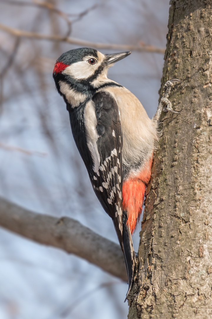 Der Buntspecht (Dendrocopos major, Syn.: Picoides major) 