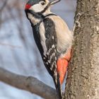 Der Buntspecht (Dendrocopos major, Syn.: Picoides major) 