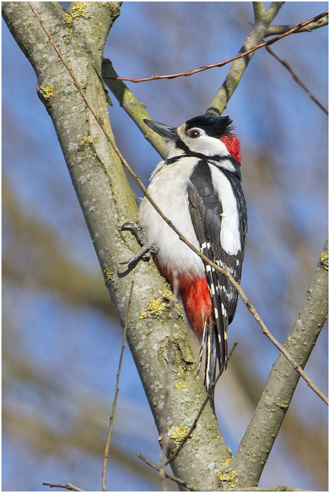 Der Buntspecht (Dendrocopos major, Syn.: Picoides major). . .