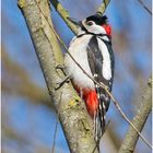 Der Buntspecht (Dendrocopos major, Syn.: Picoides major). . .