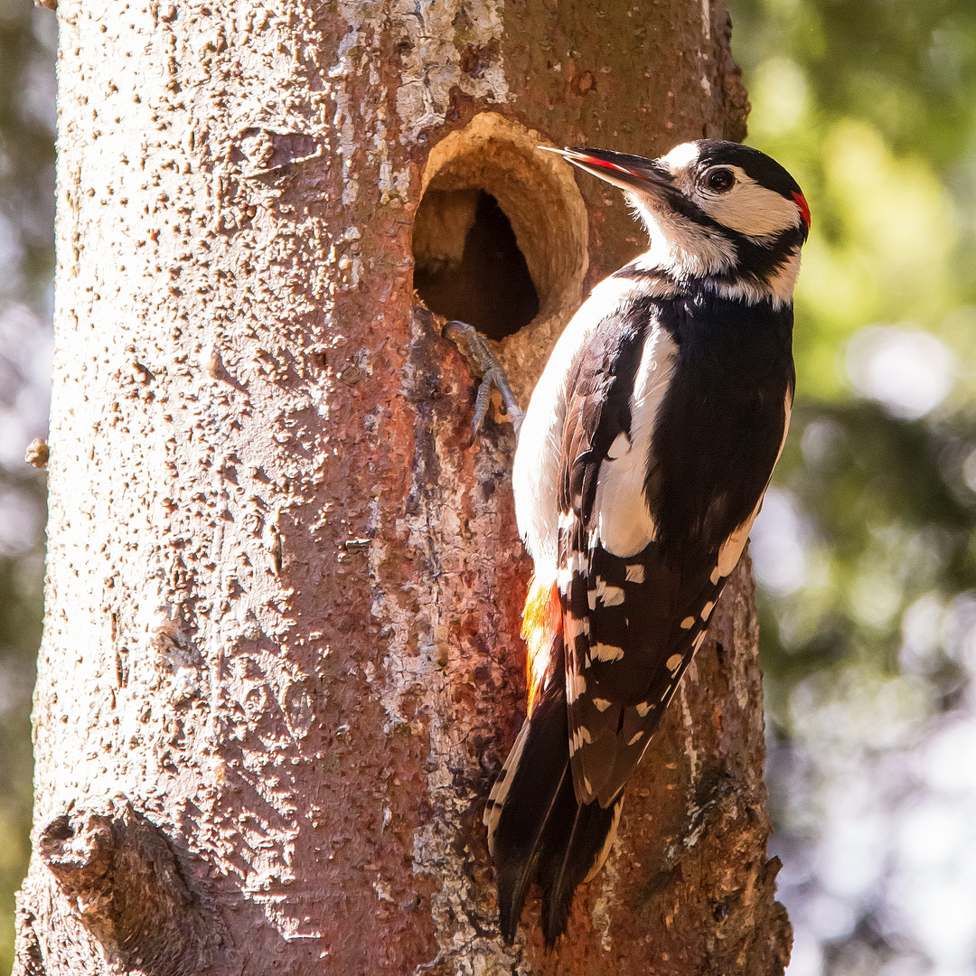 Der Buntspecht - ein wahrlich prächtiger Vogel