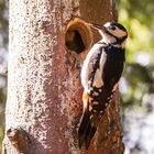 Der Buntspecht - ein wahrlich prächtiger Vogel