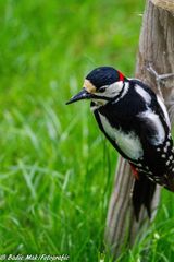 Der Buntspecht in unserem Garten-2