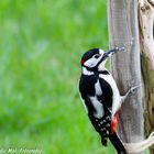 Der Buntspecht in unserem Garten