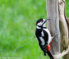 Der Buntspecht in unserem Garten