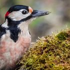 "Der Buntspecht muss ganz gut Verdienen - er hat ja ne Menge Moos"