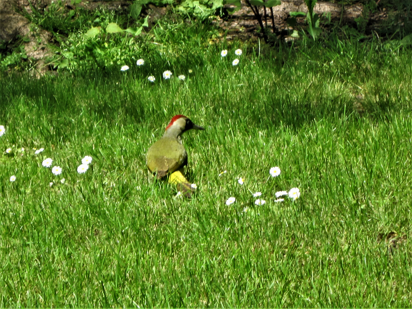 Der Buntspecht oder auch Grasfresser genannt.