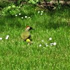 Der Buntspecht oder auch Grasfresser genannt.