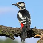 Der Buntspechtmann - Dendrocopus major  hat sich in Positur gesetzt... 