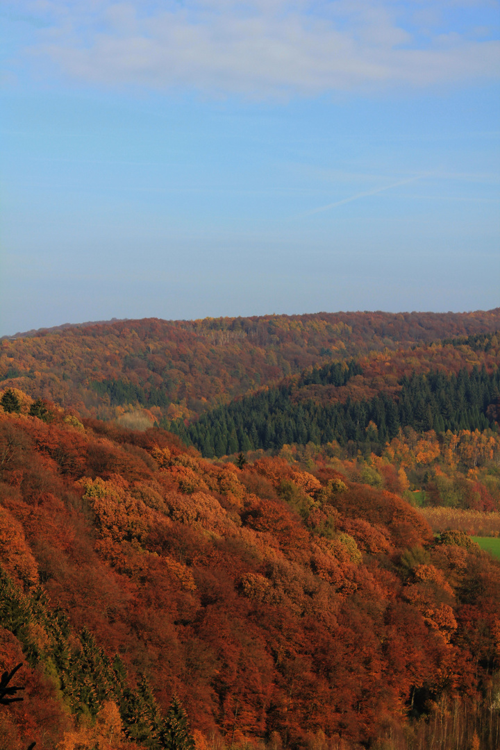 Der Burgholz im Herbst