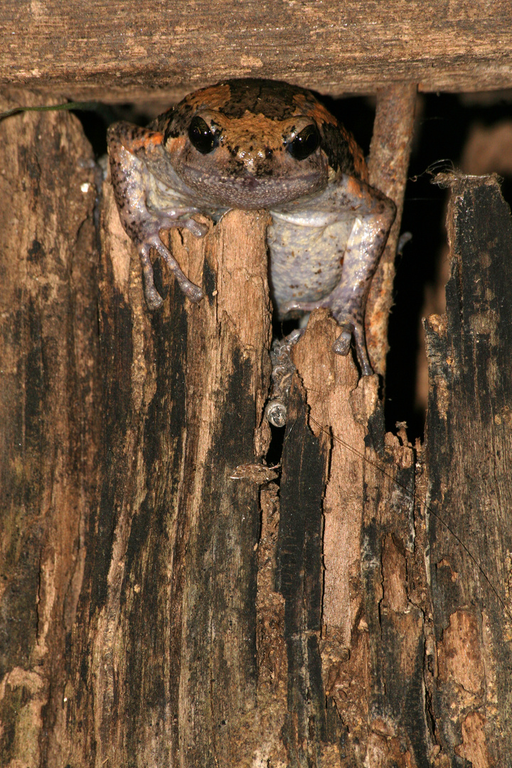 der Burgwächter von Sukhothai