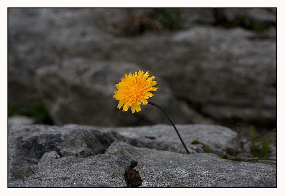 der Burren - Flora