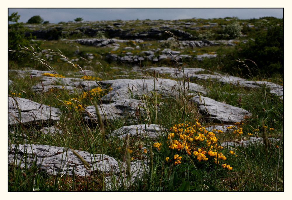 der Burren - Flora ..