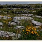 der Burren - Flora ..