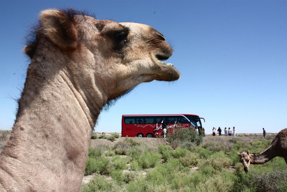 Der Bus & das Kamel