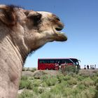 Der Bus & das Kamel