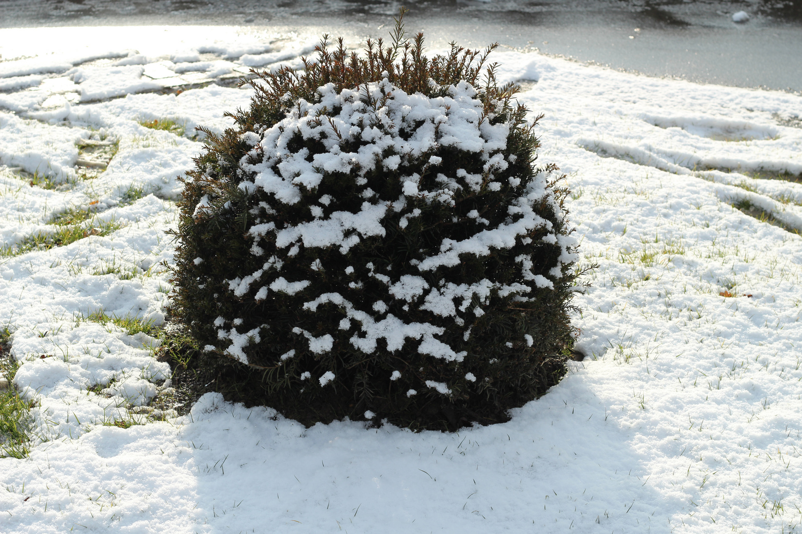 Der Busch im Schnee.