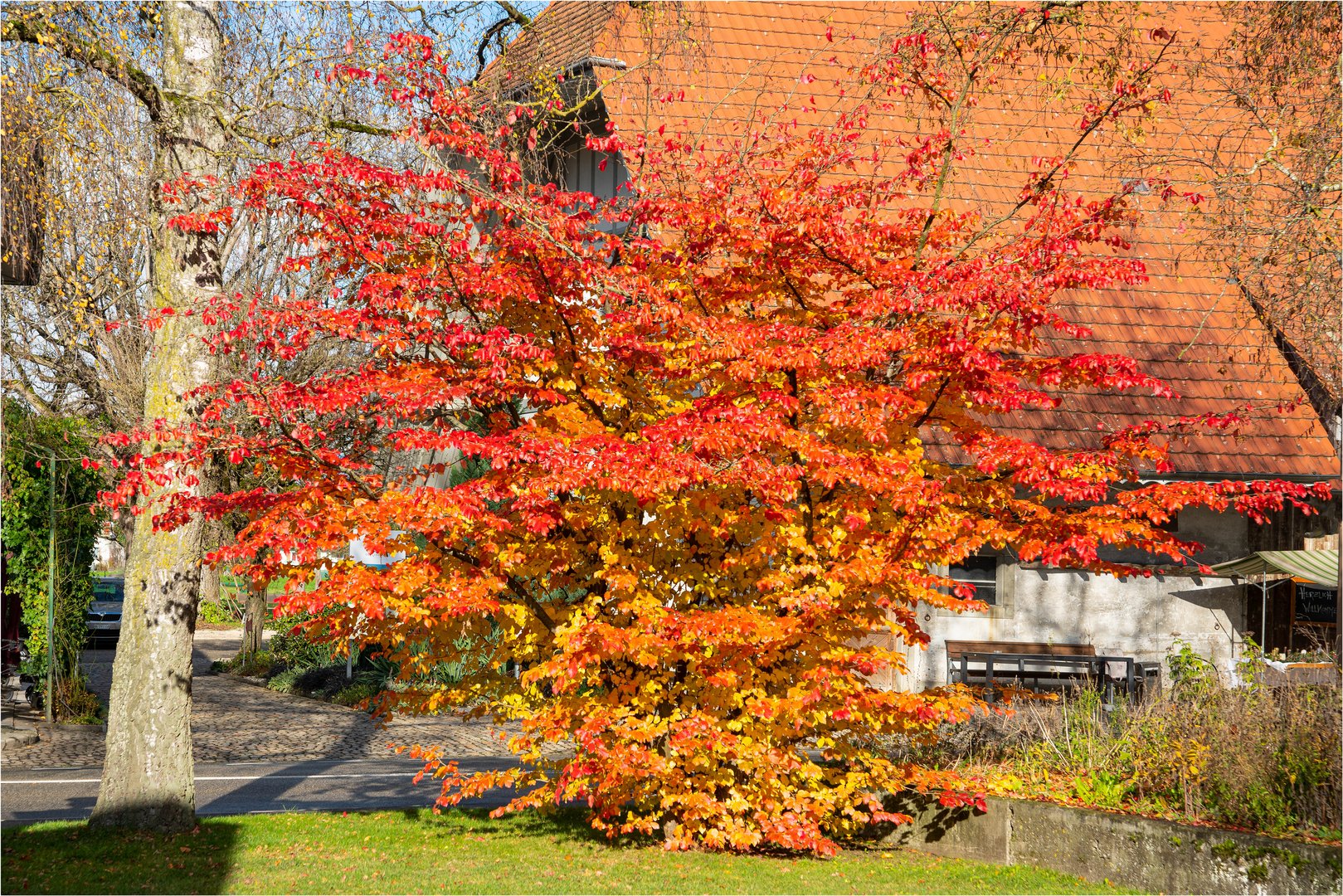 Der Busch lodert wie ein Feuer