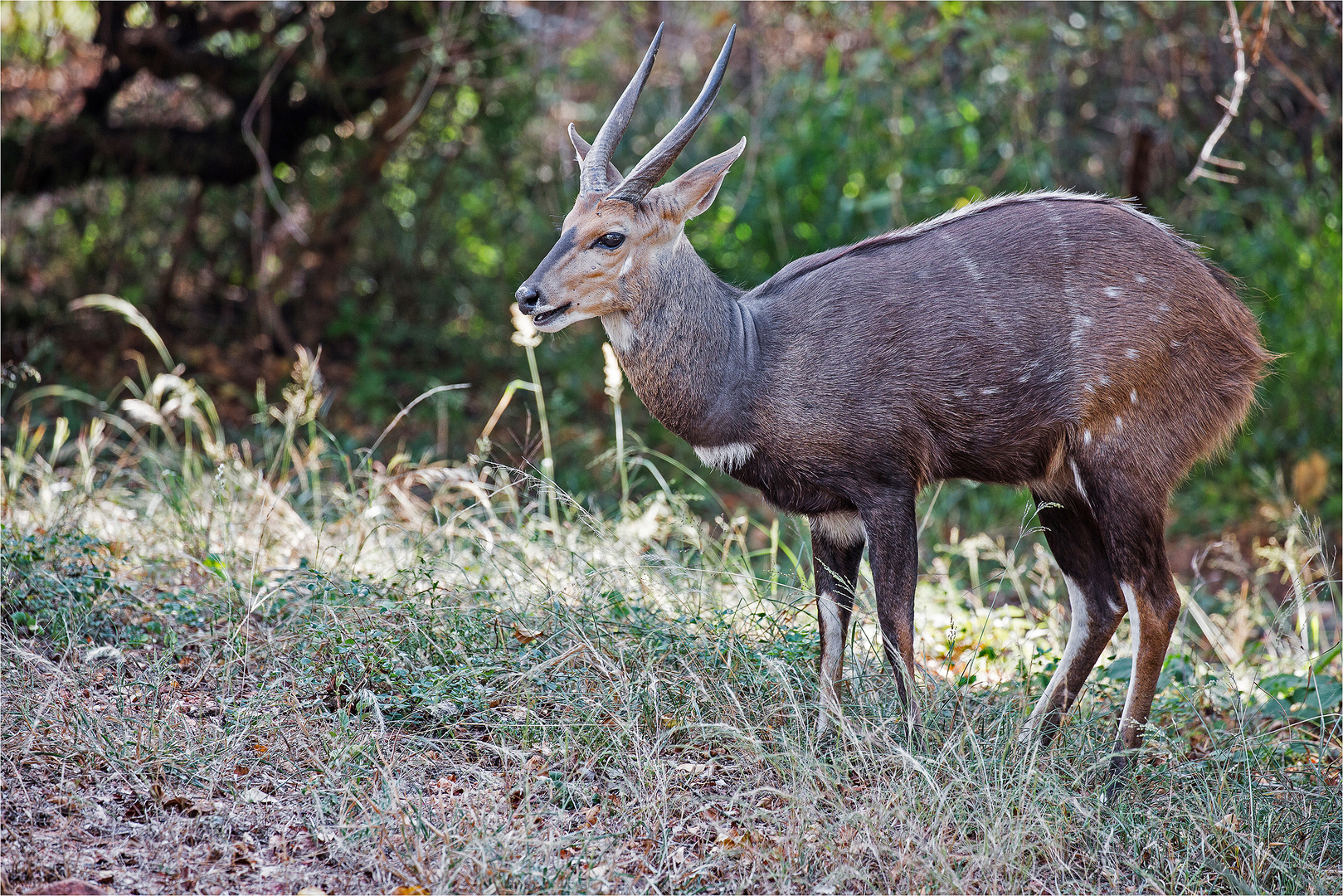 Der Buschbock