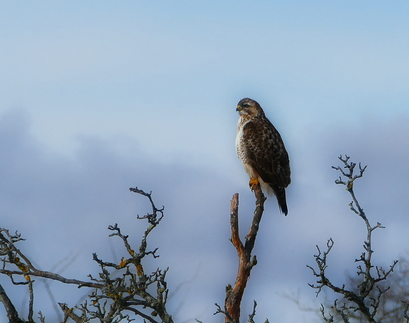 Der Bussard 