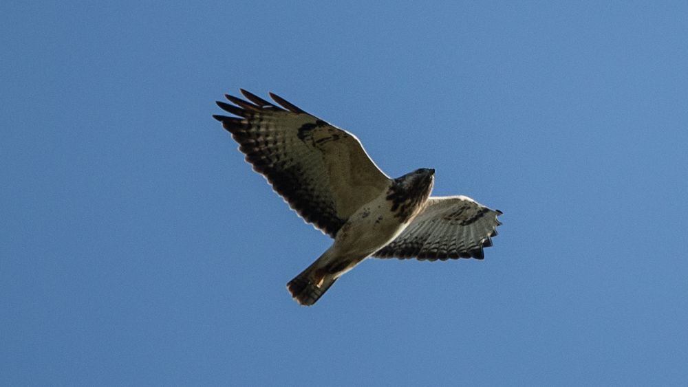 Der Bussard (3).. Foto & Bild natur, tiere, vögel Bilder auf